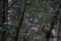 Poecile palustris