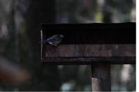 Parus major