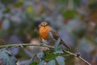 Erithacus rubecula