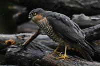 Accipiter nisus
