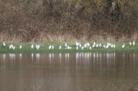 Bubulcus ibis