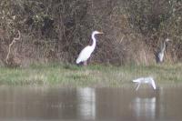 Ardea alba