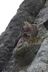 Falco peregrinus