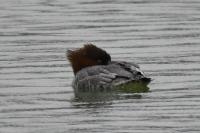 Mergus merganser