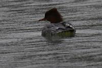 Mergus merganser