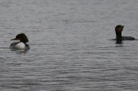 Mergus merganser