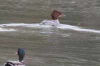Mergus merganser