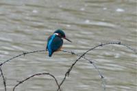 Alcedo atthis