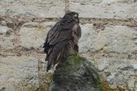 Falco peregrinus