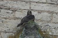 Falco peregrinus