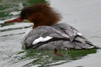 Mergus merganser