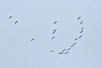 Grus grus