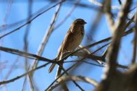 Emberiza schoeniclus