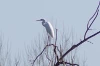 Ardea alba