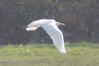 Ardea alba