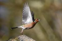 Fringilla coelebs