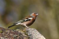 Fringilla coelebs
