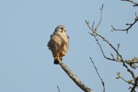 Falco tinnunculus
