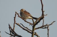 Emberiza schoeniclus