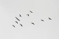 Grus grus