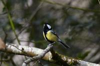 Parus major