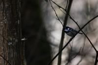 Periparus ater
