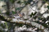 Fringilla montifringilla