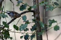 Fringilla montifringilla