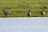 Branta canadensis