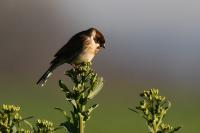 Emberiza schoeniclus
