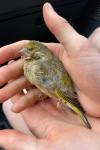Chloris chloris