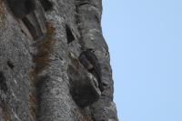 Falco peregrinus