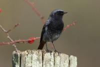 Phoenicurus ochruros