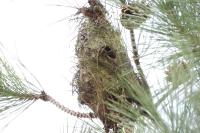 Aegithalos caudatus