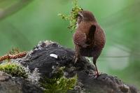 Troglodytes troglodytes