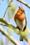 Erithacus rubecula