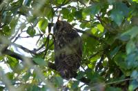 Asio otus