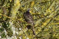 Accipiter nisus
