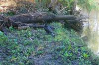 Phalacrocorax carbo
