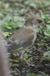 Chloris chloris