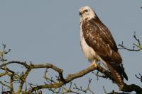 Buteo buteo