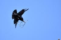 Corvus frugilegus