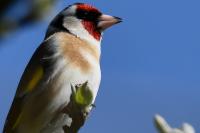 Carduelis carduelis