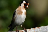 Carduelis carduelis