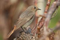 Phoenicurus ochruros