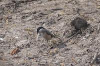 Poecile palustris