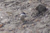 Poecile palustris