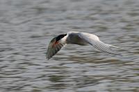 Sterna hirundo
