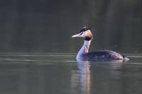 Podiceps cristatus