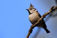 Lophophanes cristatus
